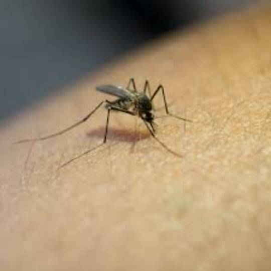 World Malaria Day 2023: Follow these home remedies to beat malaria.