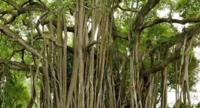 World's oldest banyan tree found in Up's Bulandshahr, its age is more than 500 years old