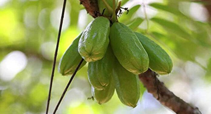 These unique fruits are found in India, have you tasted them?